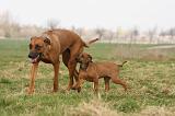 RODESIAN RIDGEBACK 149